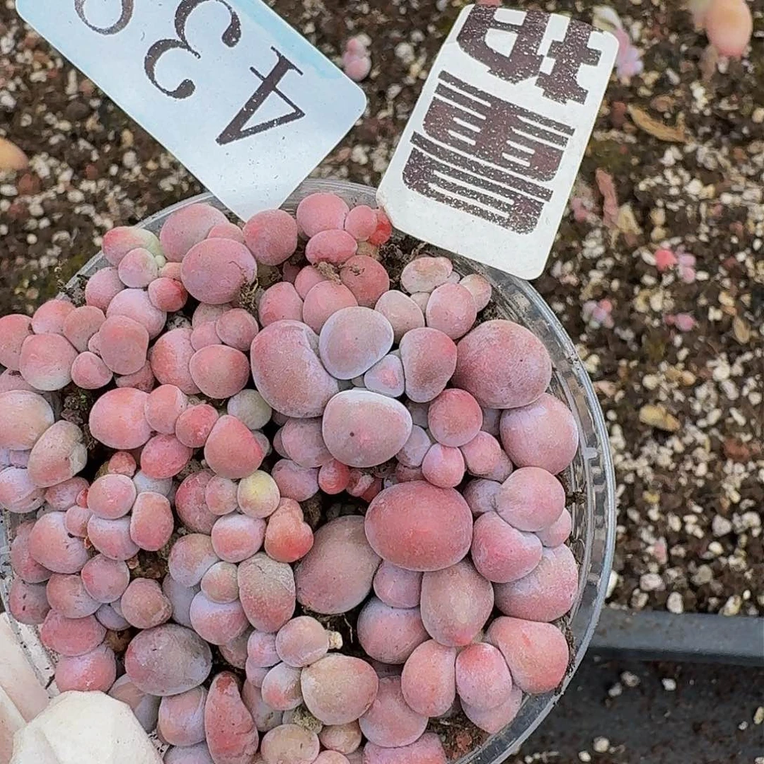 多肉植物多肉植物438量拍