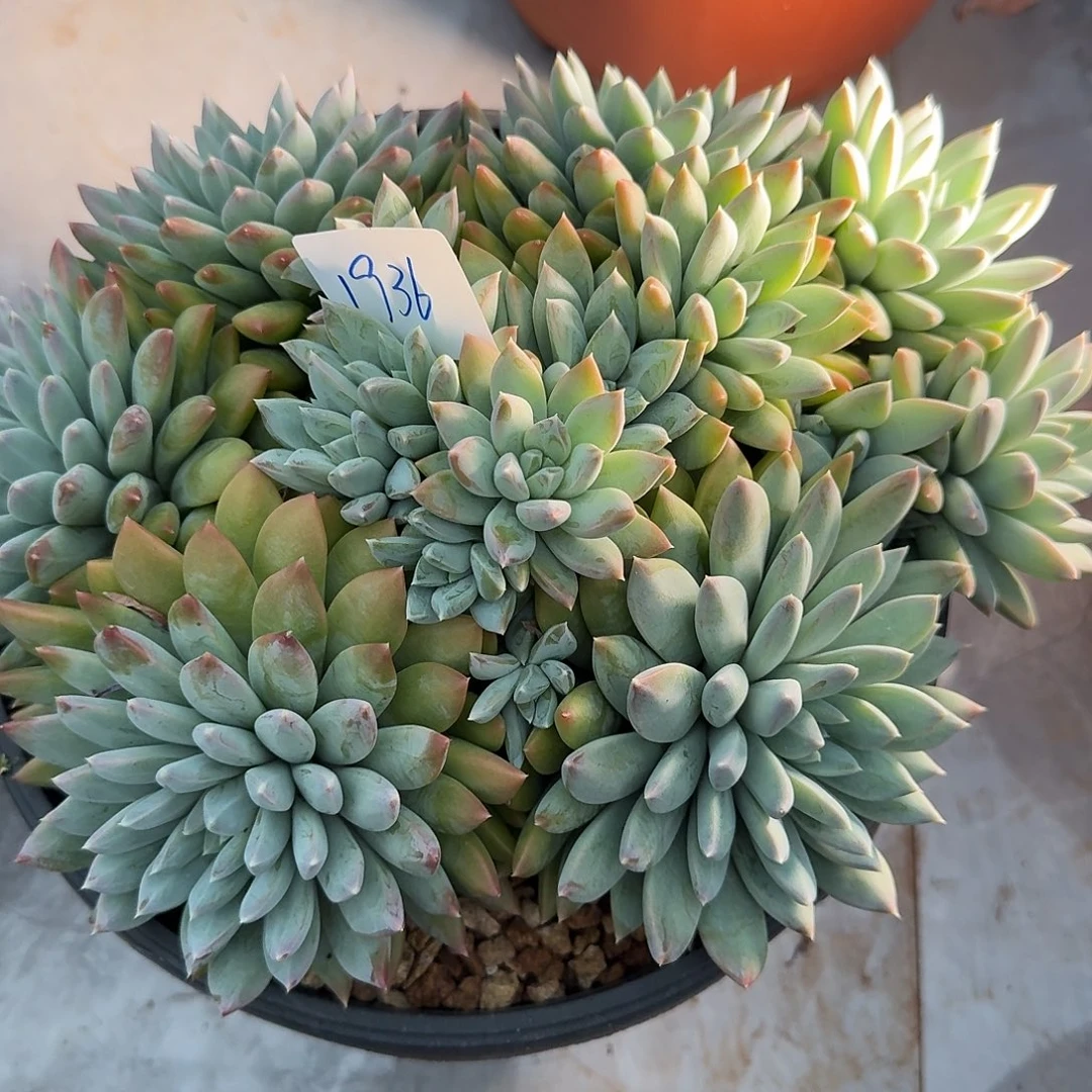 1936美人杂多肉植物