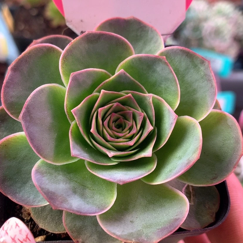 【闪购商品】青染377