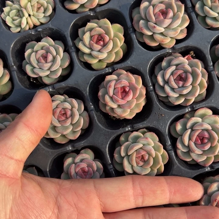 琴心3cm一颗量拍多肉满20包邮初7发