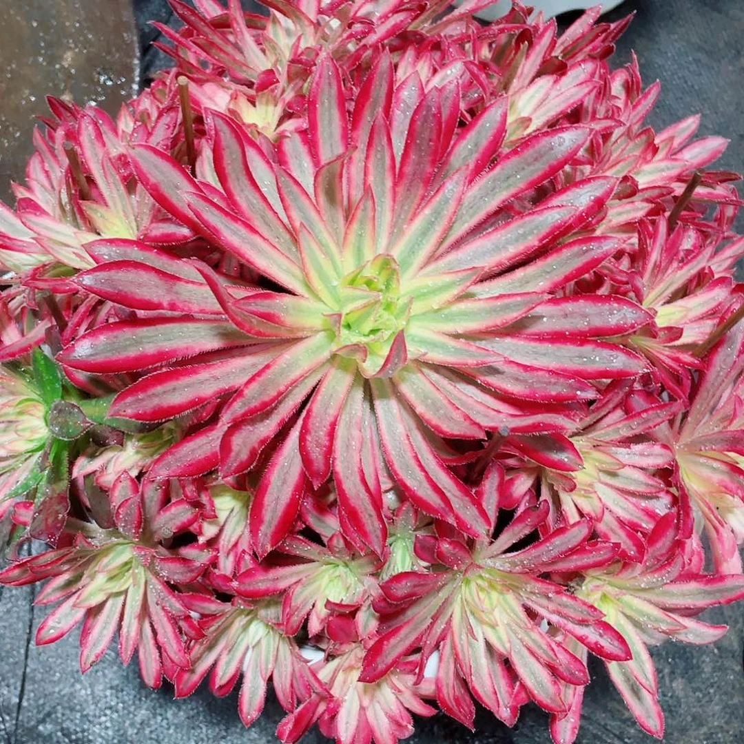 暖暖法师多肉植物园森姐-108朱雀108福利福利