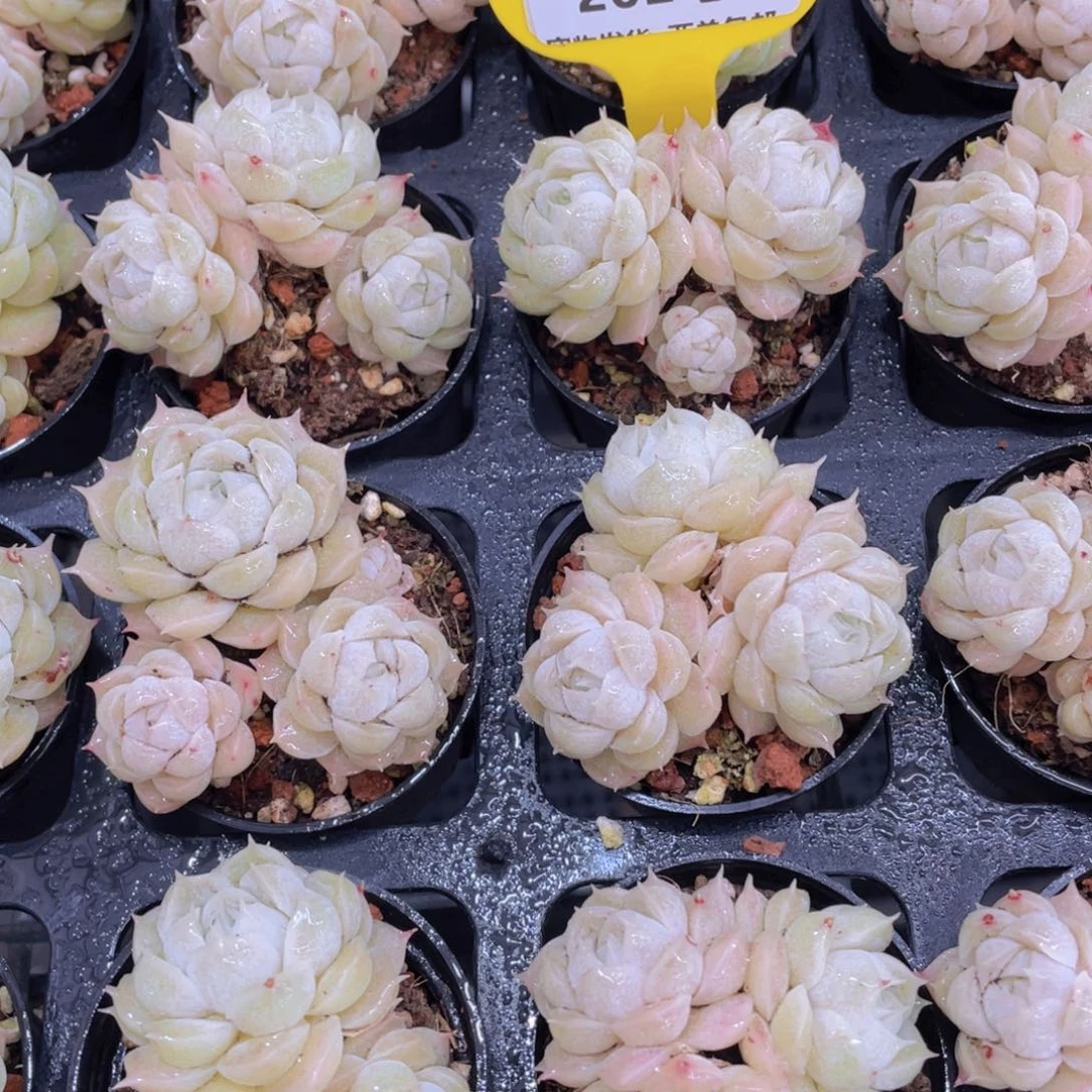 202号 奶油白包子麦秆多头群一个