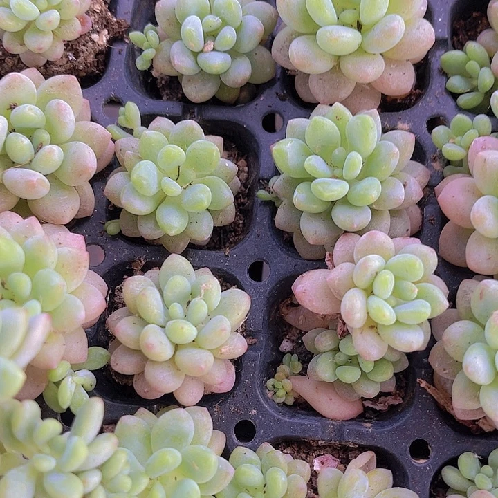 精品洛可可多肉植物