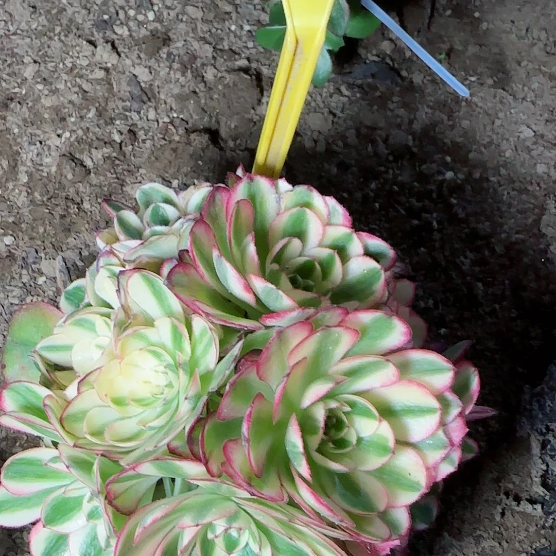 3-1248---多头多肉植物