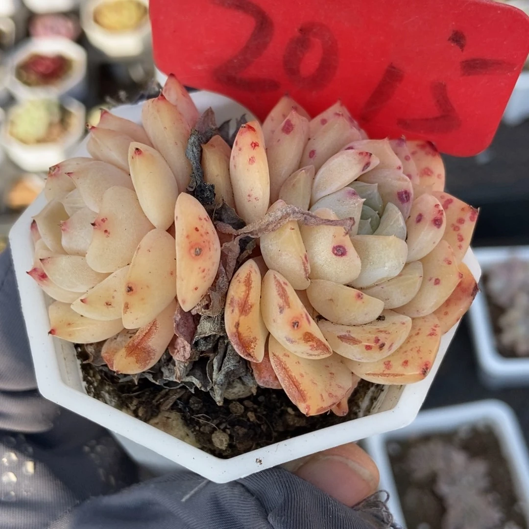 2015多肉植物保护研究所