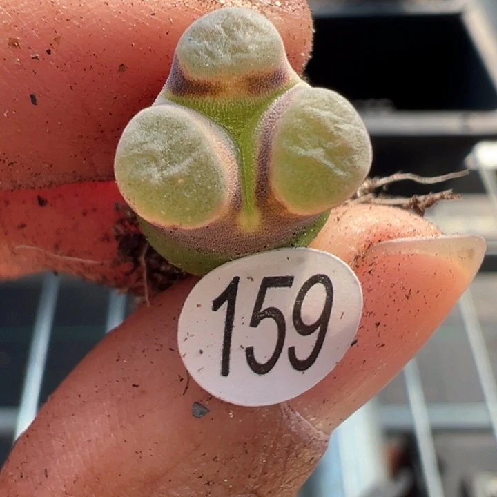 159号双11福利不代表平时价格