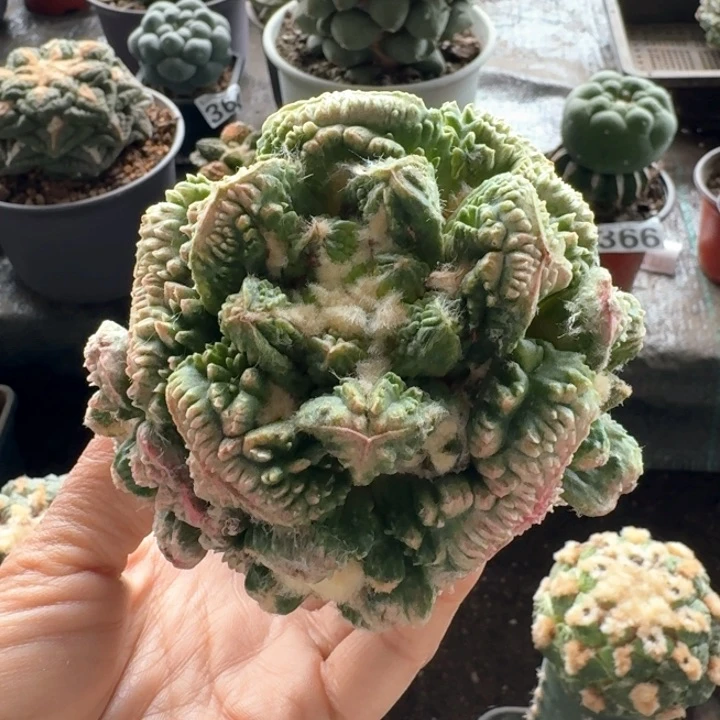 花*卷701怒涛牡丹锦仙人球