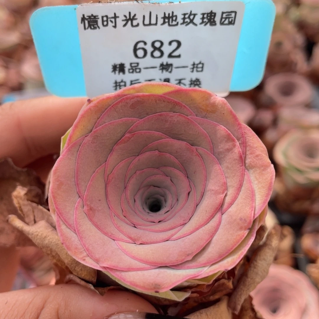 山地玫瑰682裸根发货不售后