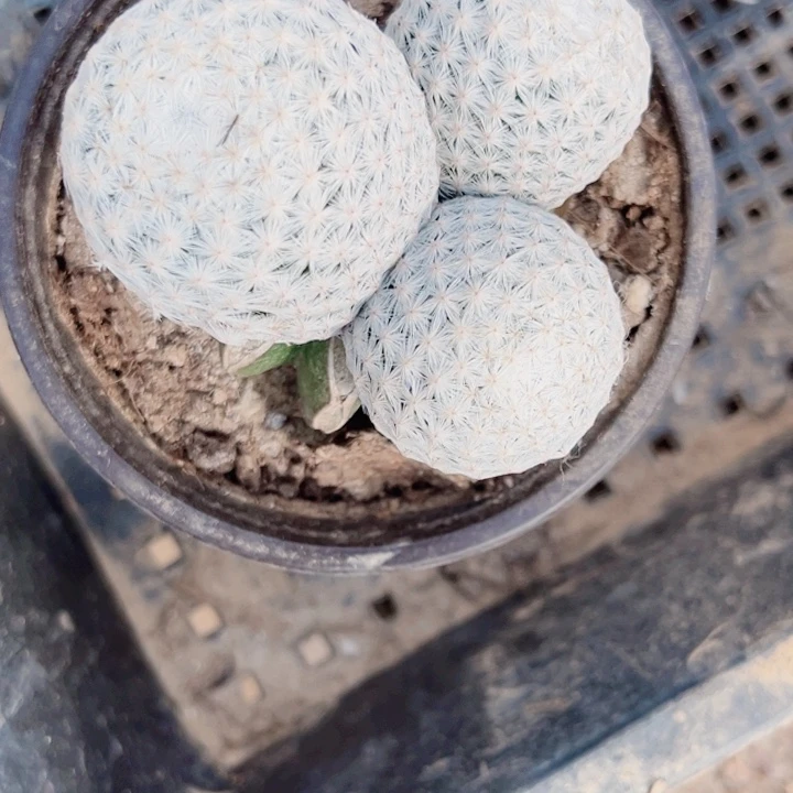 快****8白鸟草球苗接仙人球