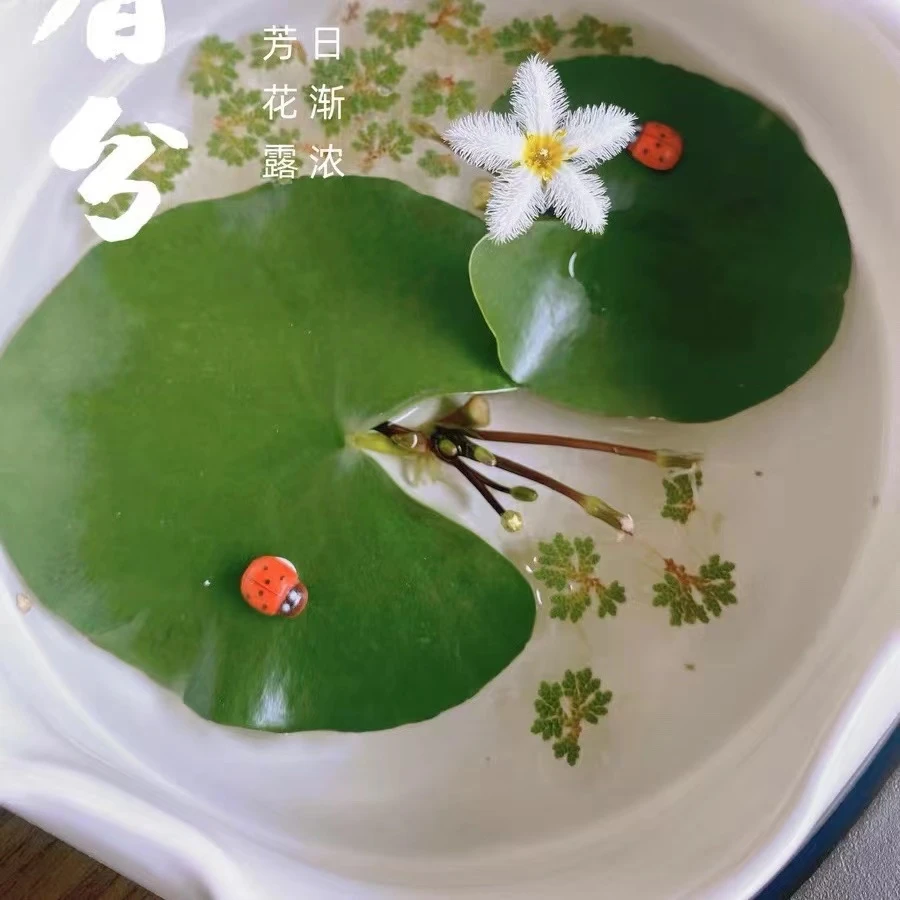 造景一叶莲水草水生水培植物鱼缸龟造景浮萍养龟真草净化水质造景