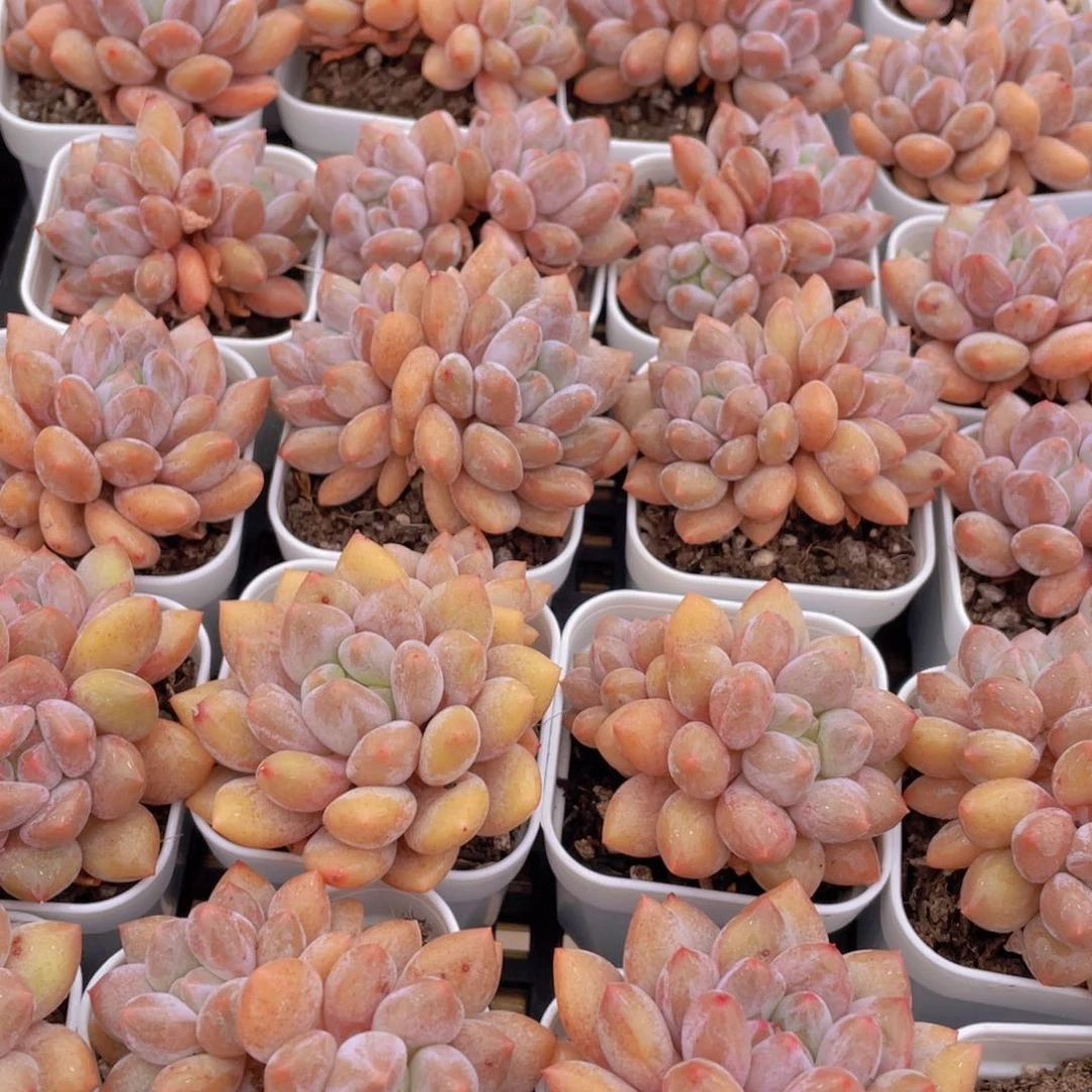 量拍15号 肥胖粉透半夏小双头一个