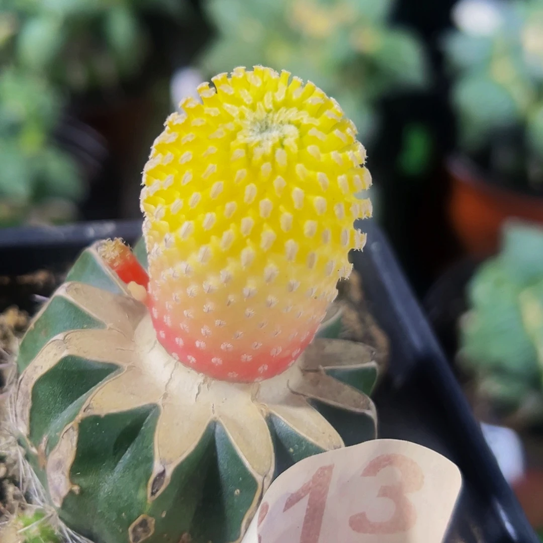 无花朵福利精巧殿锦313