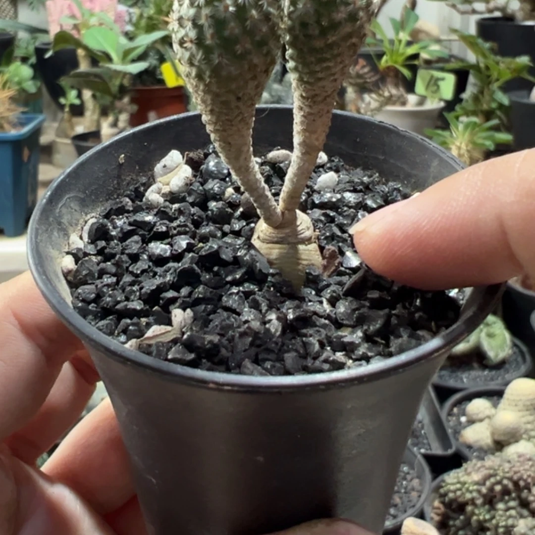 赤花美针玉带盆1111111