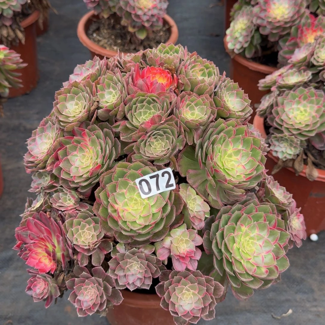 刺***君972多肉植物多肉植物