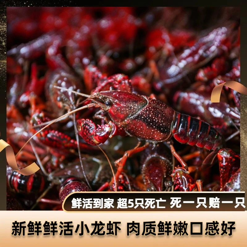 鲜活小龙虾 2.5斤（3-5钱/只）鲜活发货 小龙虾制品小龙虾制品小龙虾制品精品