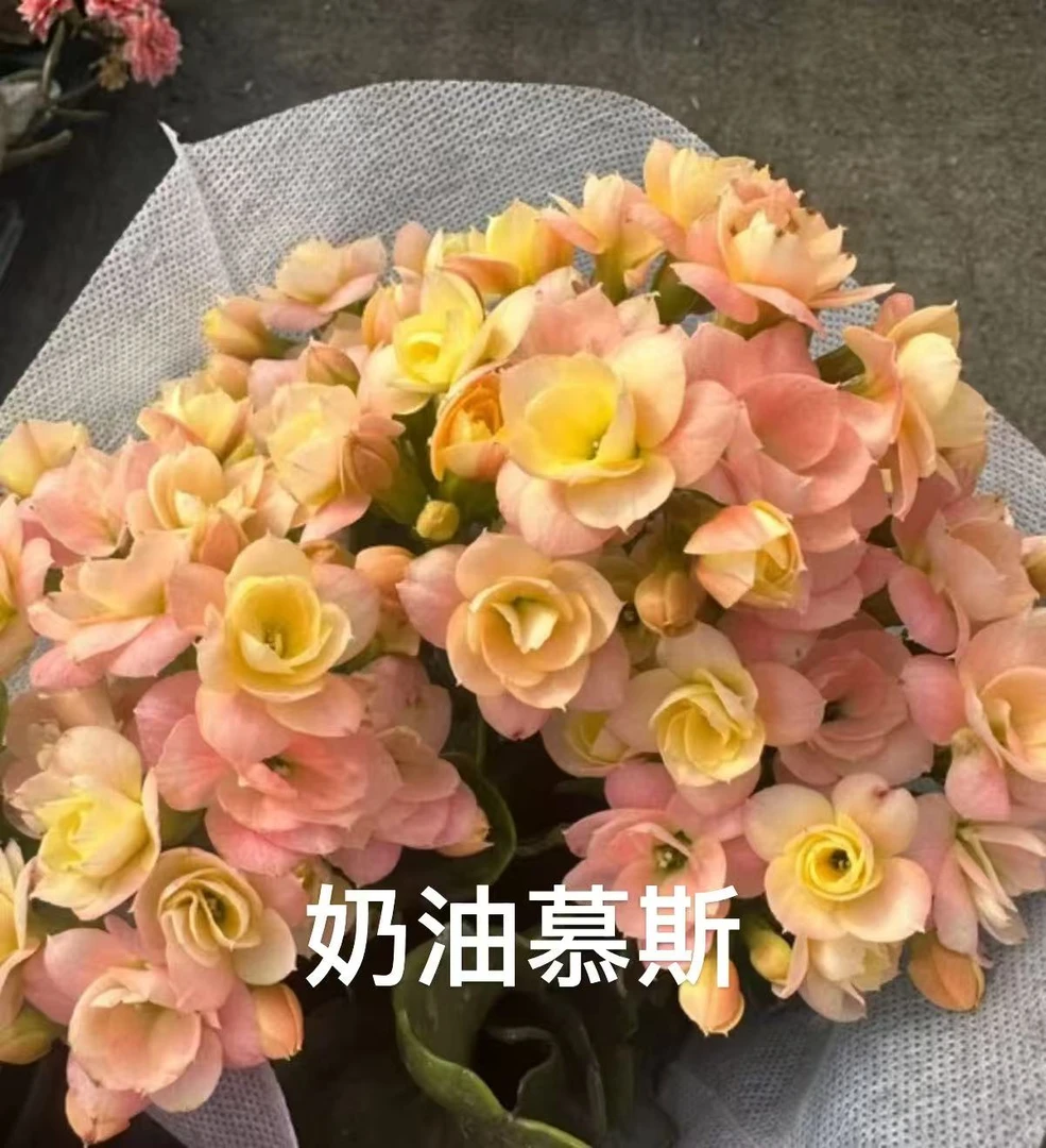 《奶油慕斯》120盆长寿花