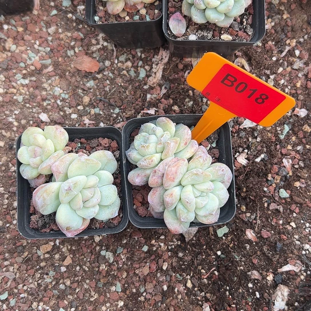 刘***菡多肉植物一物一拍