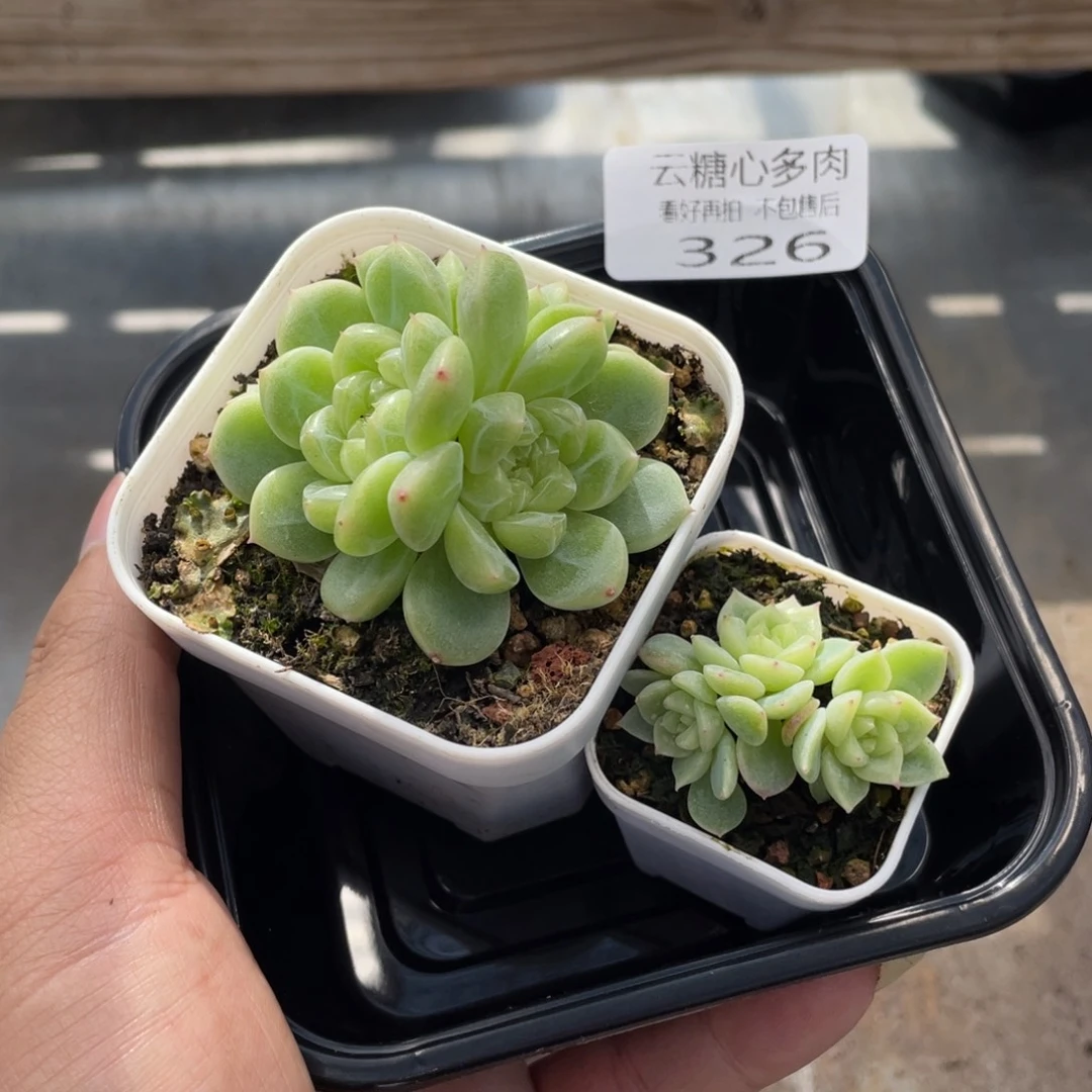 明***晴云糖心多肉植物326