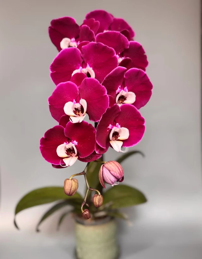 瑕疵苗《米歇尔》大花型蝴蝶兰2.8杯苗子发货没花剑【满30米包邮】