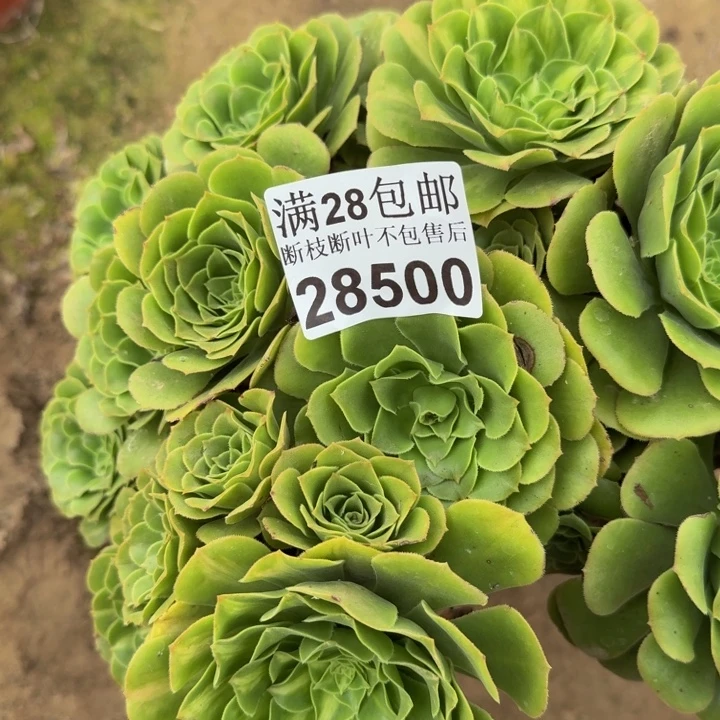 28500南琉璃多肉植物