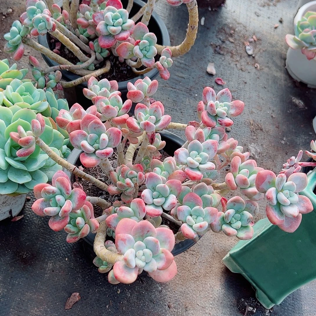 樱花红洛神多头群生老桩