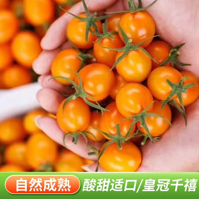 金皇冠千禧小番茄新鲜现摘直邮 清甜多汁超上头 当季新鲜水果