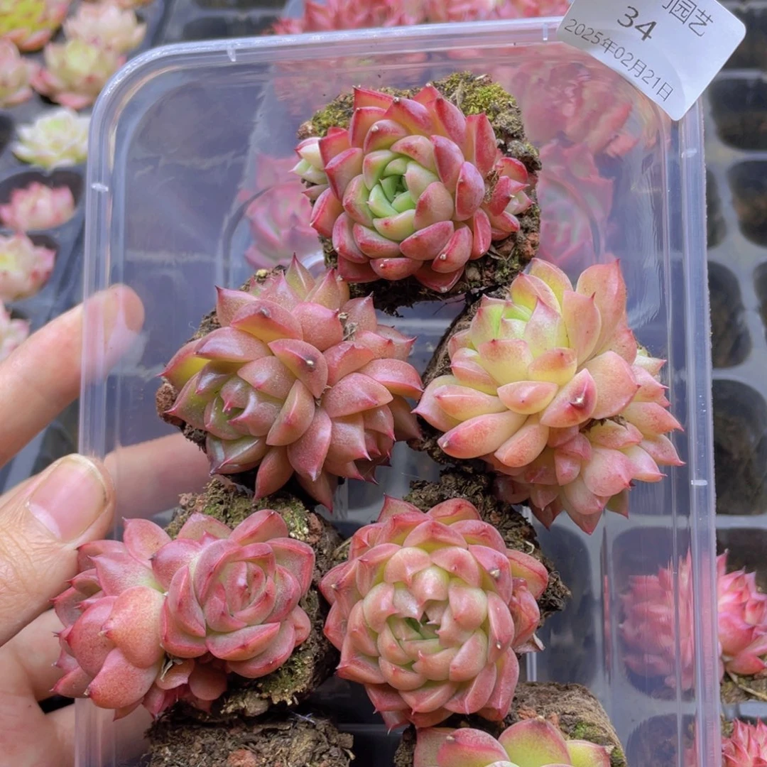 开心快乐幸福034