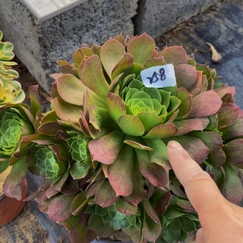 圣罗兰朵朵多肉258多肉不包断