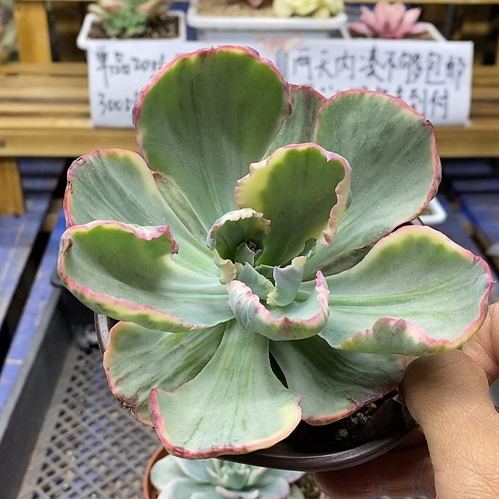 02109 舞会红裙锦