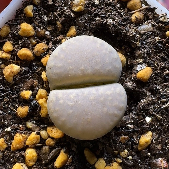 生石花111111。  159