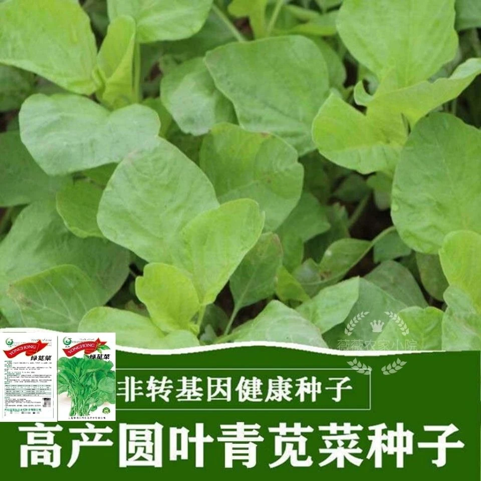 圆叶青苋菜易发芽有机健康鲜嫰白圆叶苋菜蔬菜种盆栽新手高产易种