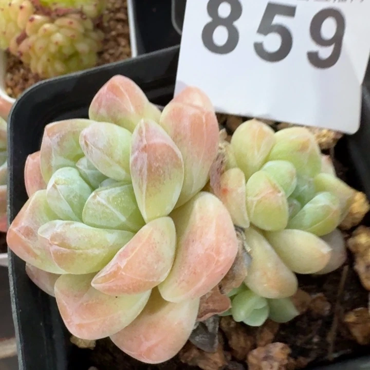 开播福利多肉植物