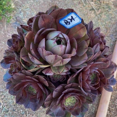 万拉丝多肉植物一物一拍21多肉不包断