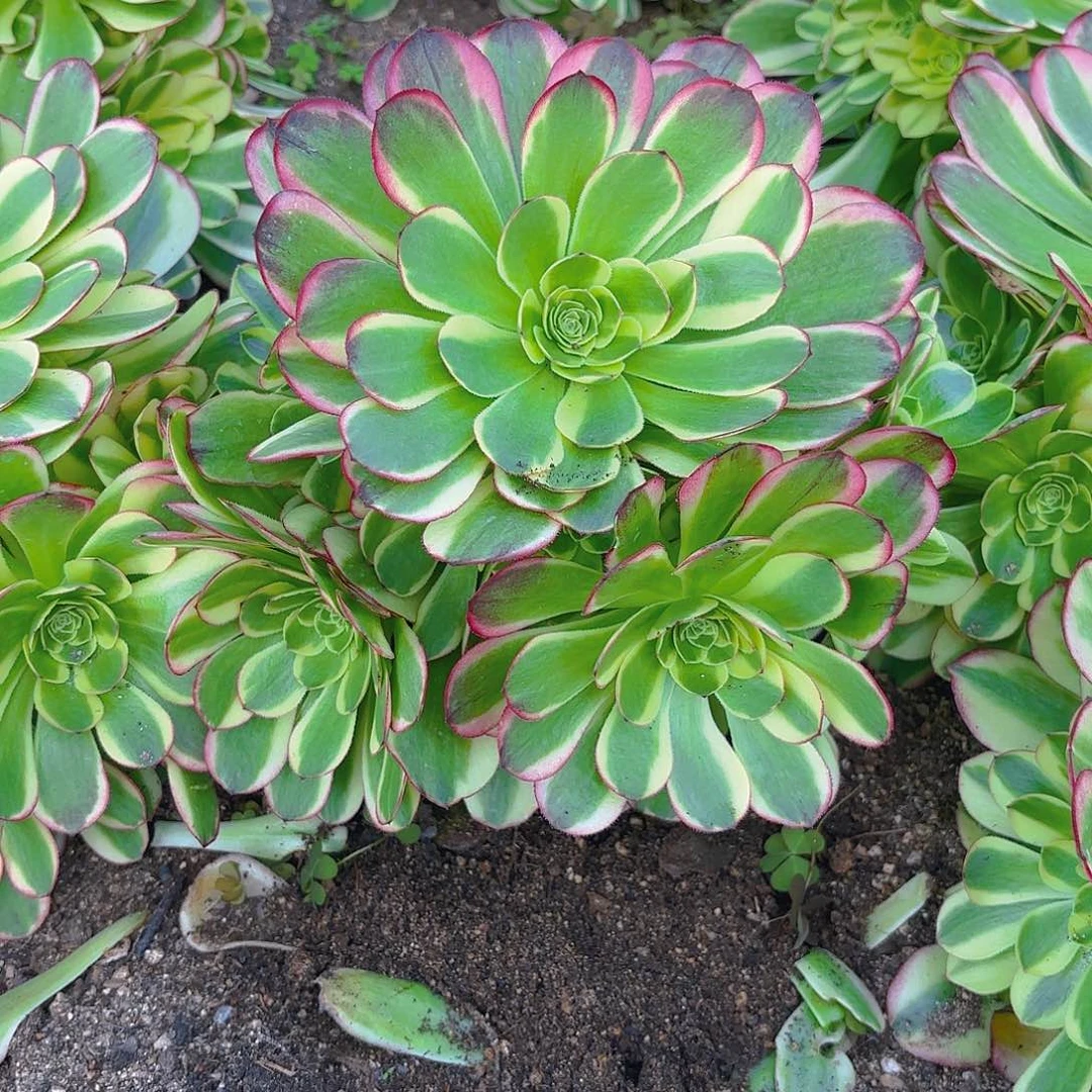 奶白手捧多肉植物