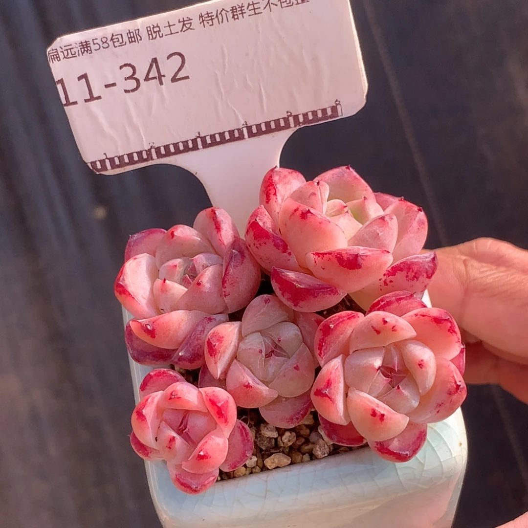 丸叶阿尔巴佳人老桩精品58包邮