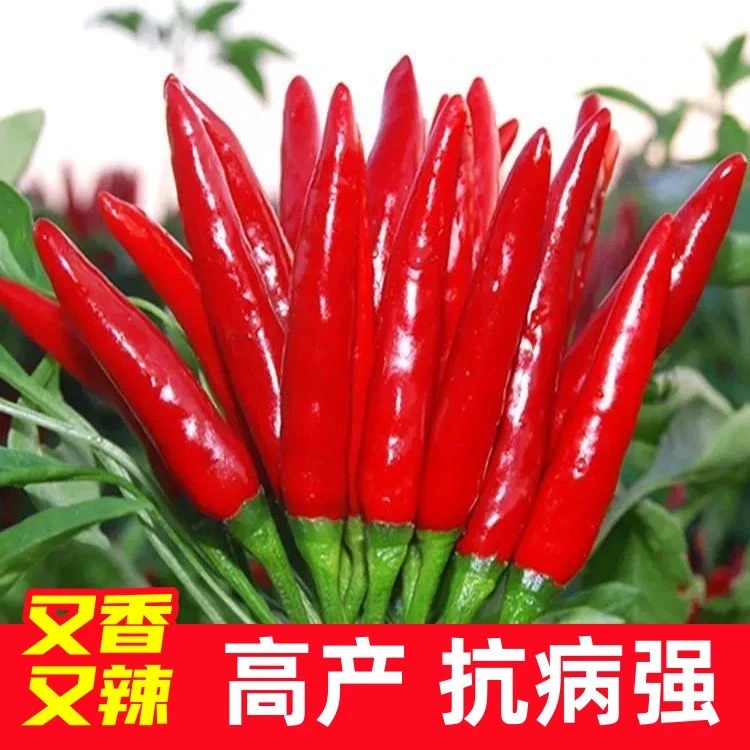 四季种植朝天椒种子高产超辣早熟小米辣种籽菜园蔬菜种阳蔬菜种子