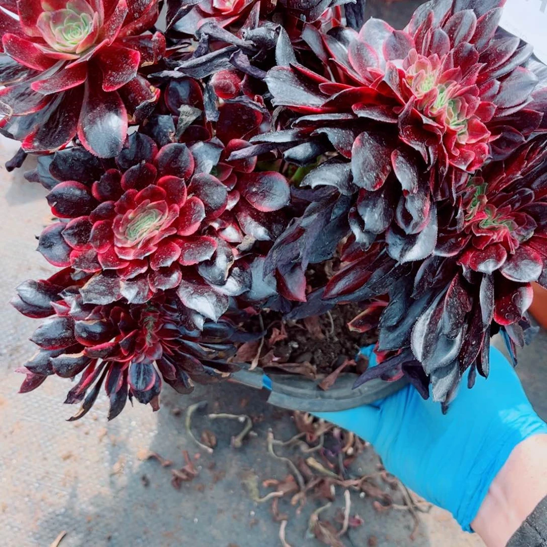 多肉植物587欧嘉莉