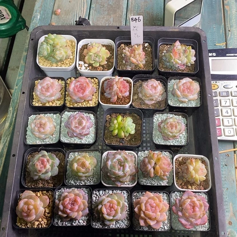 【闪购商品】花****a846一筐23颗多肉