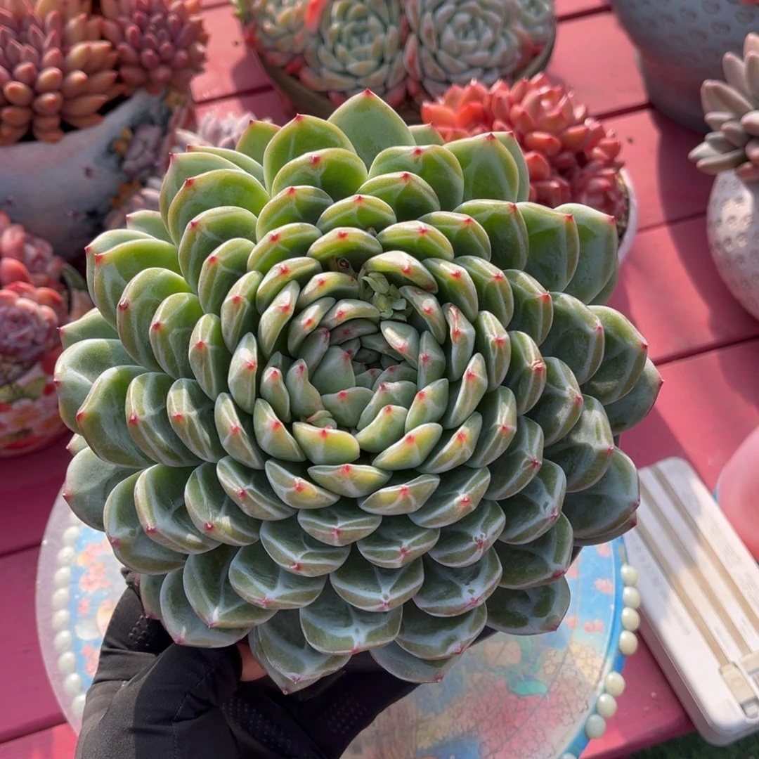 雪花珍妮一物一拍