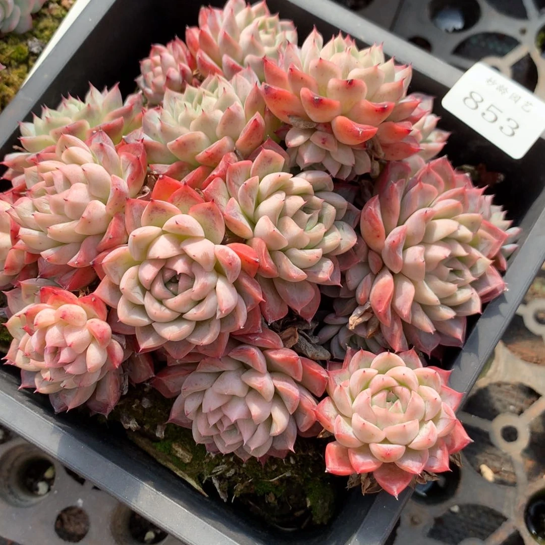 853新年快乐发发发