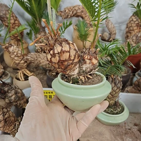 君***交无花朵白鳞铁盆景基地价