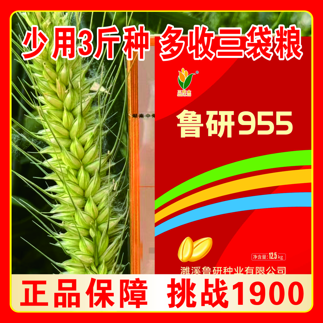 国审鲁研955【果】抗倒伏耐寒耐旱抗病性好高产小麦正品保真
