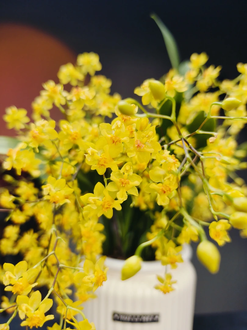 年宵花【梦香兰10花剑】带花苞浓香带盆花期长室内阳台绿植盆栽