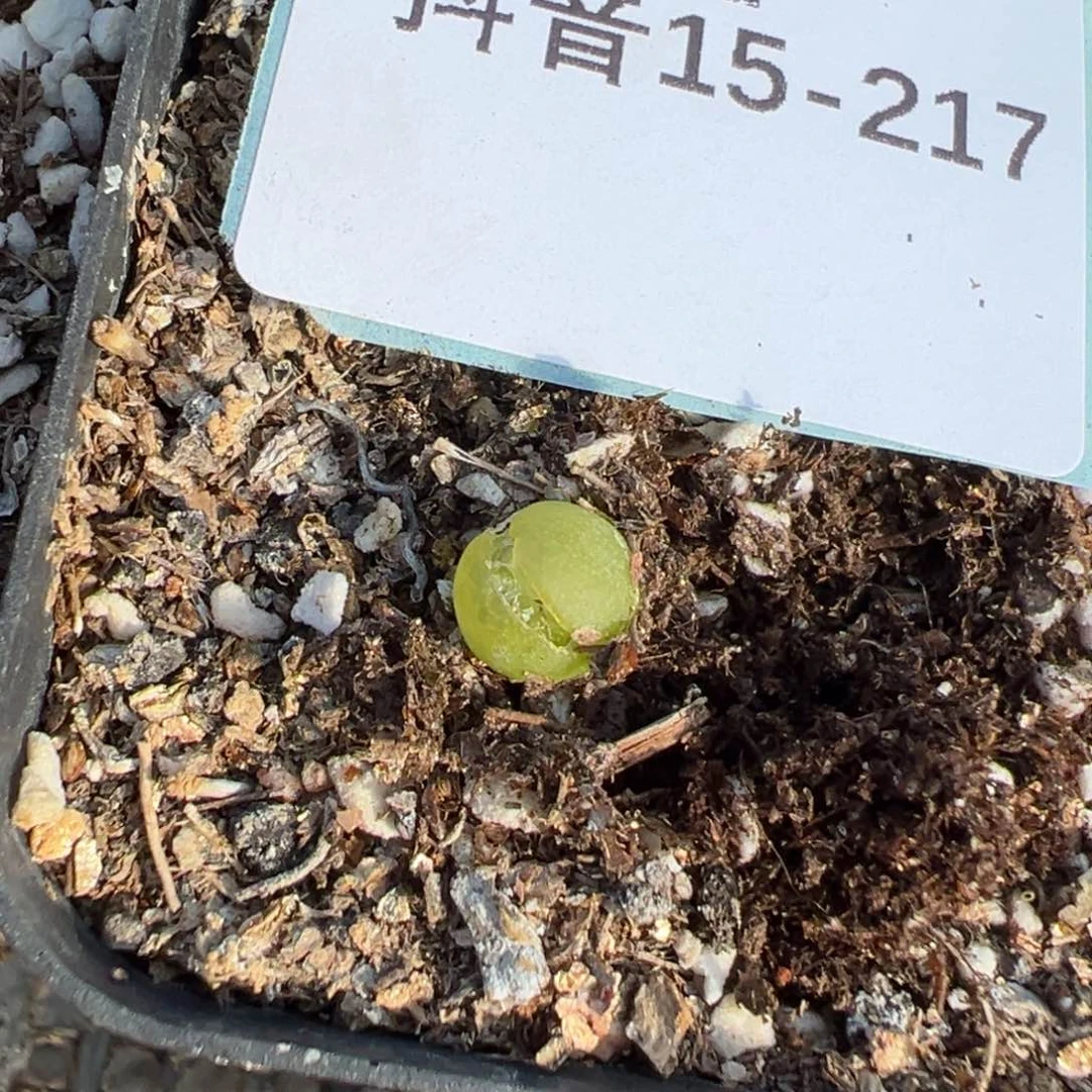 15-217大葫芦肉锥多肉植物