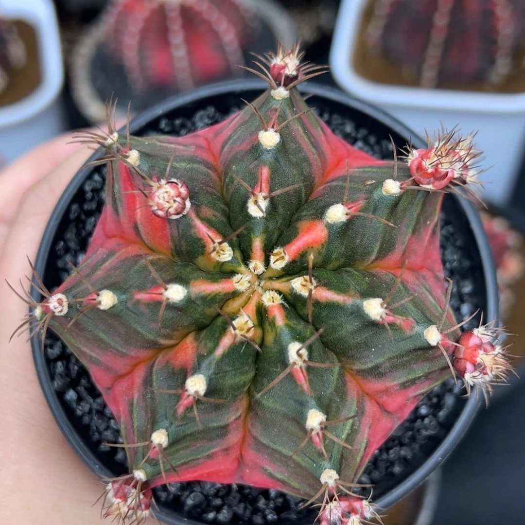 609泰系米哈锦，带盆土发货