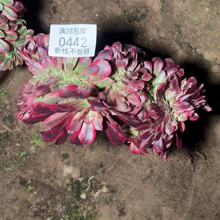 李***子0442美杜莎缀多肉植物