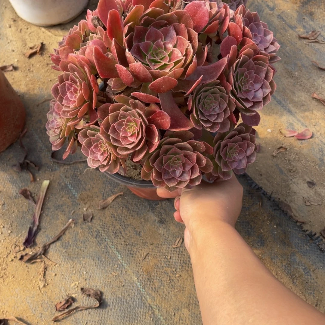 730黑美人法师多肉断枝不包