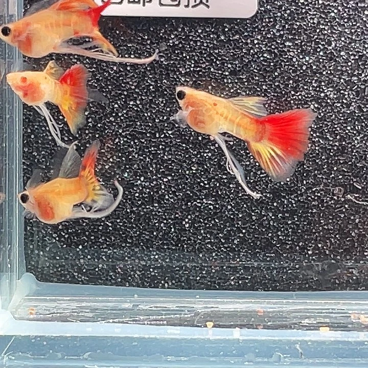 孔雀鱼20.黄化小太阳长公4条