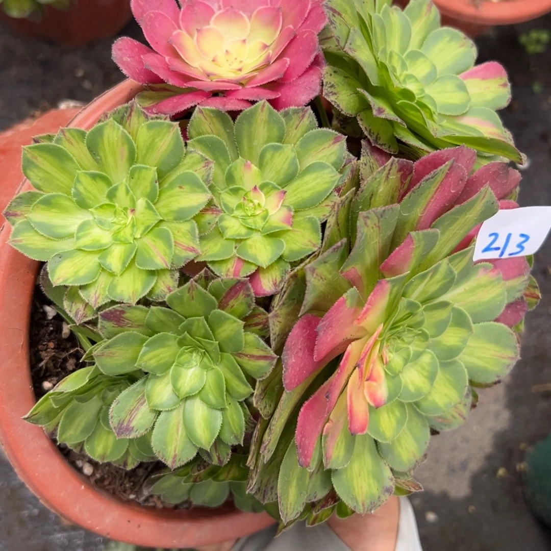 213知否多肉植物和