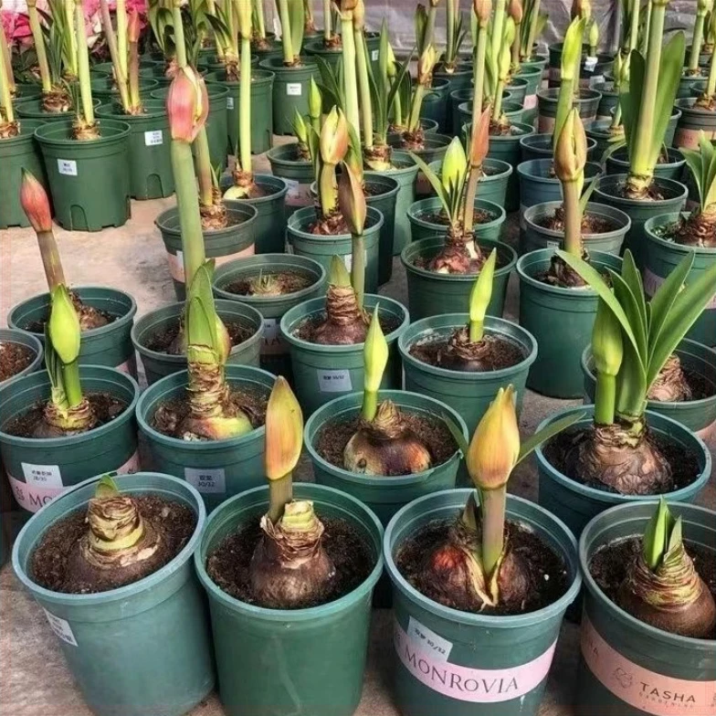 特大朱顶红重瓣种球四季开花庭院阳台盆栽花卉大全养不死种植芳香